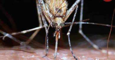 Mosquito Super Factory Brazil