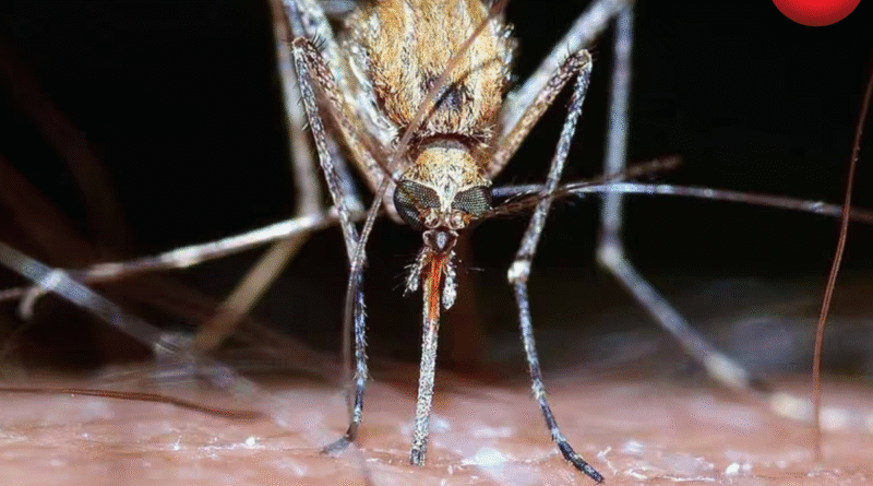 Mosquito Super Factory Brazil