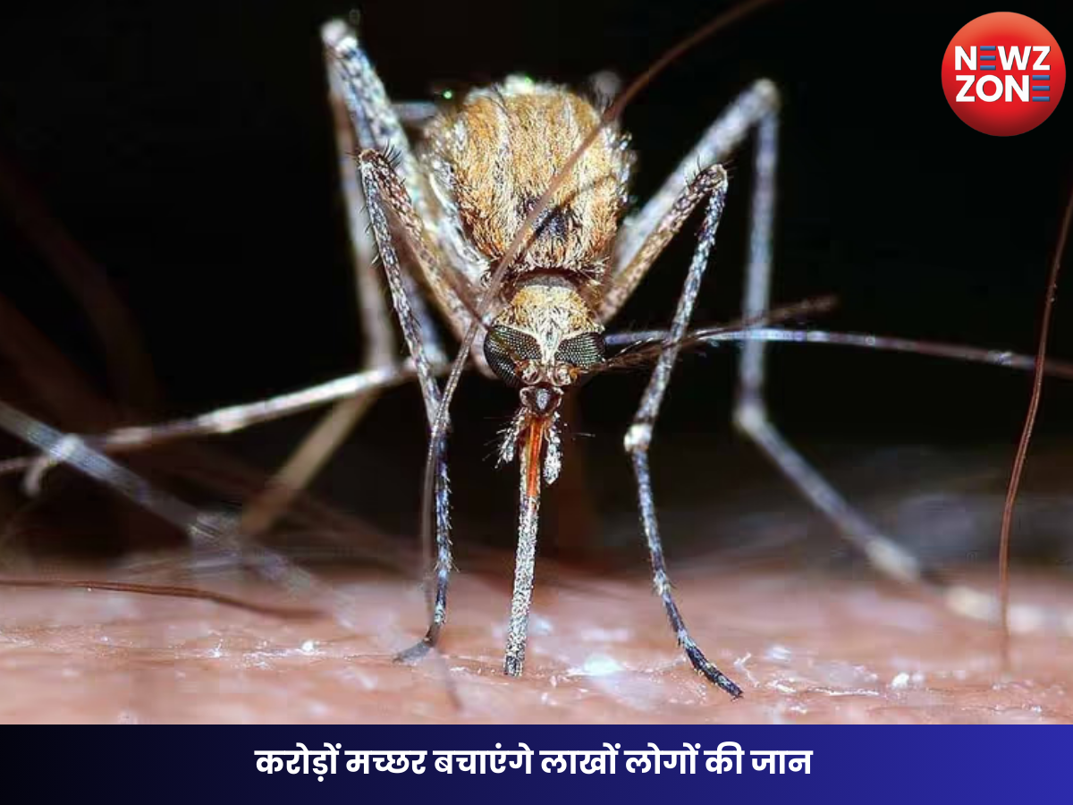 Mosquito Super Factory Brazil