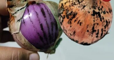 Onion With Black Spots