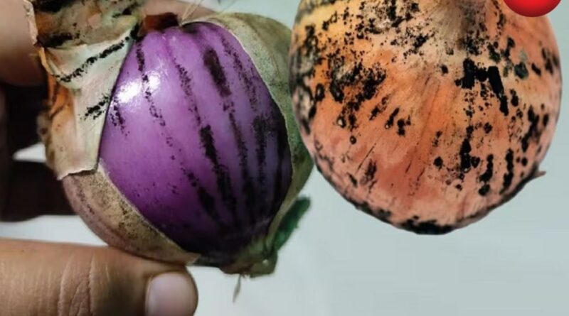 Onion With Black Spots