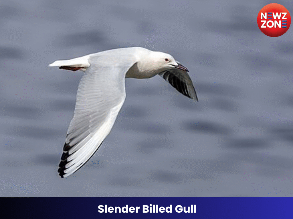Slender Billed Gull