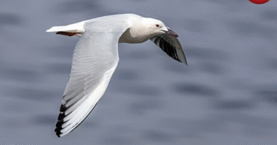 Slender Billed Gull