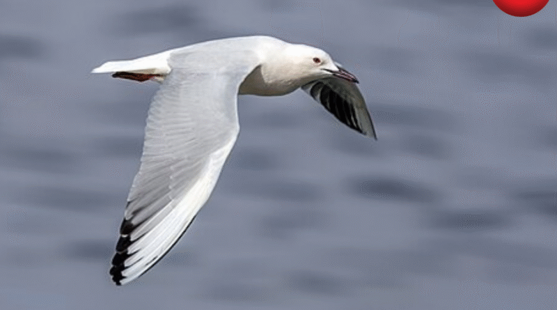 Slender Billed Gull