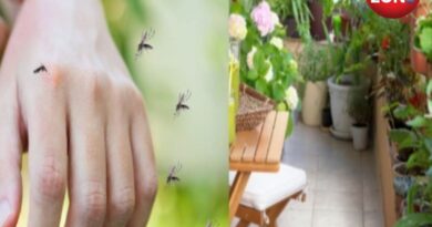 Natural Mosquito Repellent Plants