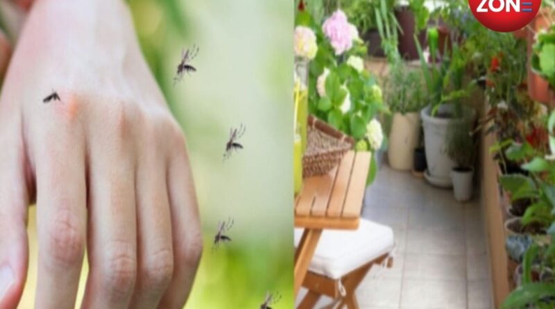 Natural Mosquito Repellent Plants