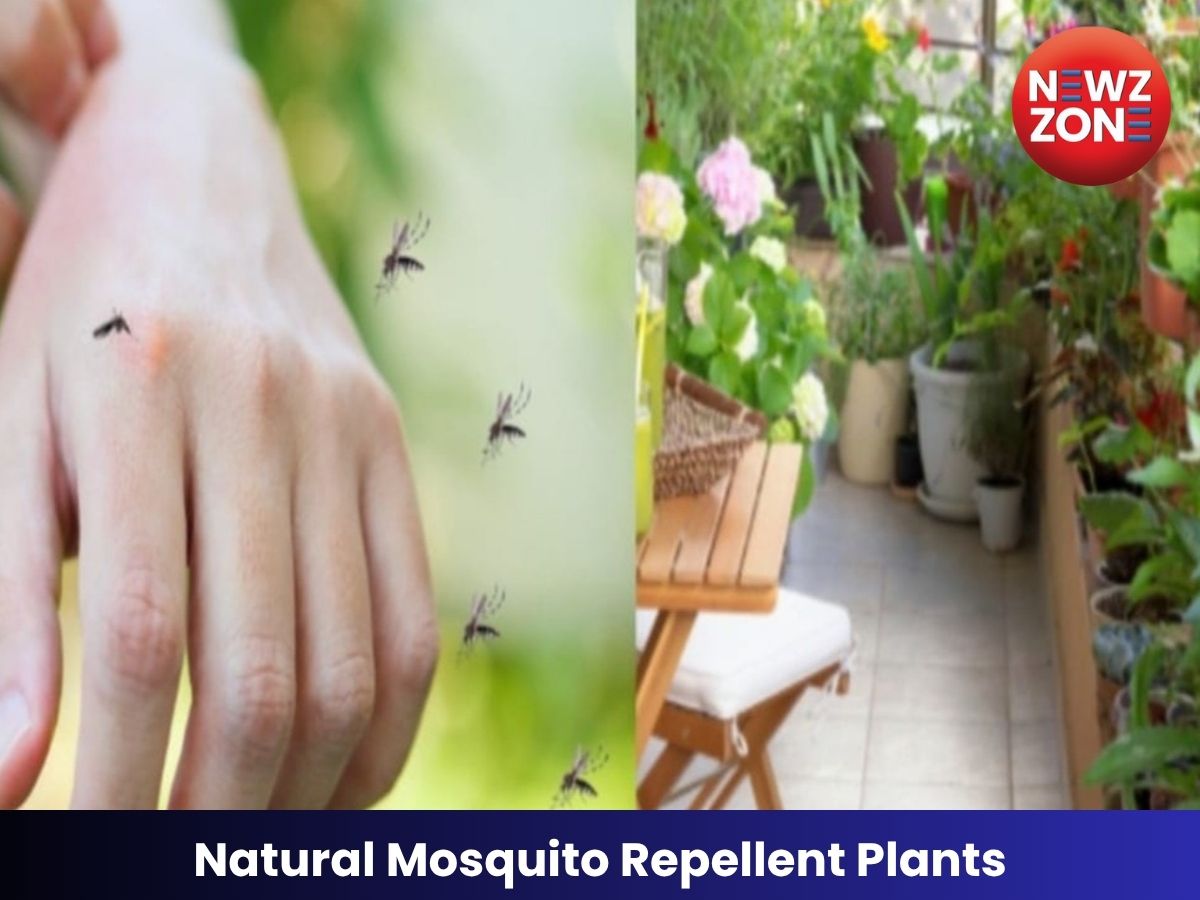 Natural Mosquito Repellent Plants