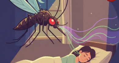 न्यायधानी बिलासपुर में मच्छरों का प्रकोप बढ़ा