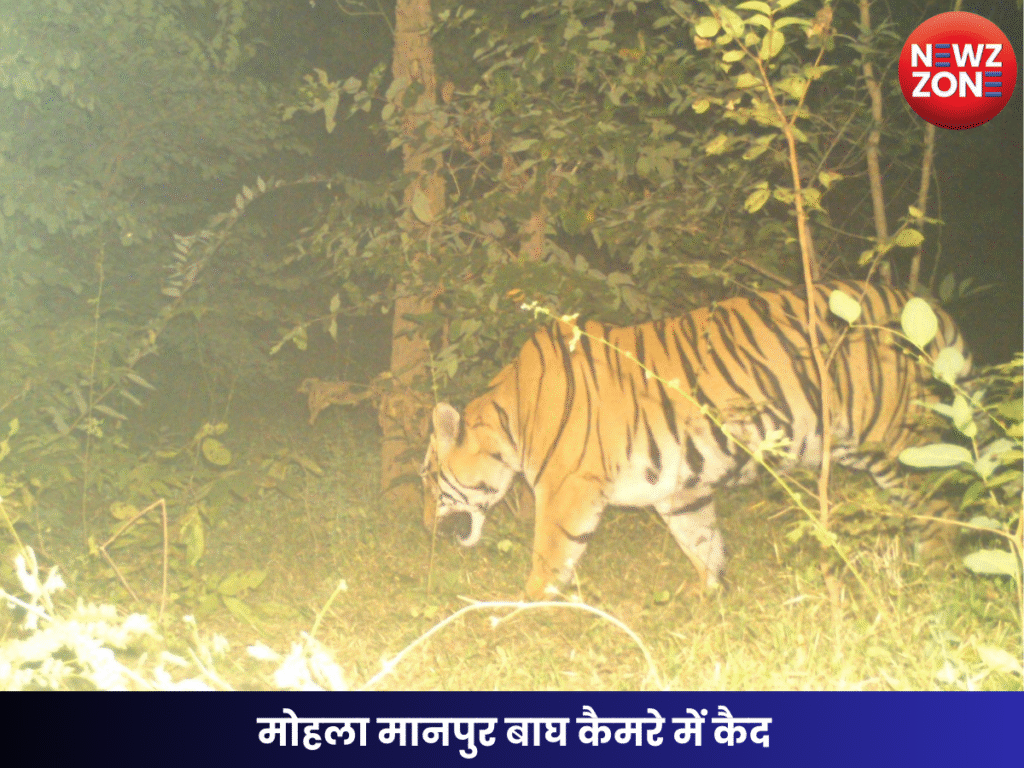 मोहला मानपुर बाघ कैमरे में कैद