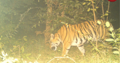 मोहला मानपुर बाघ कैमरे में कैद