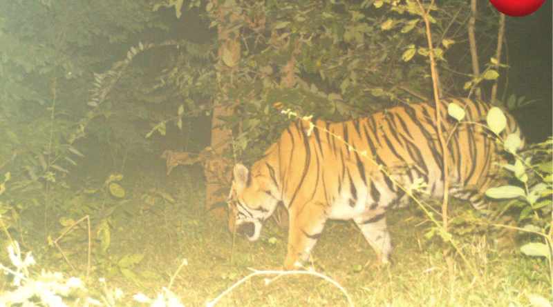 मोहला मानपुर बाघ कैमरे में कैद