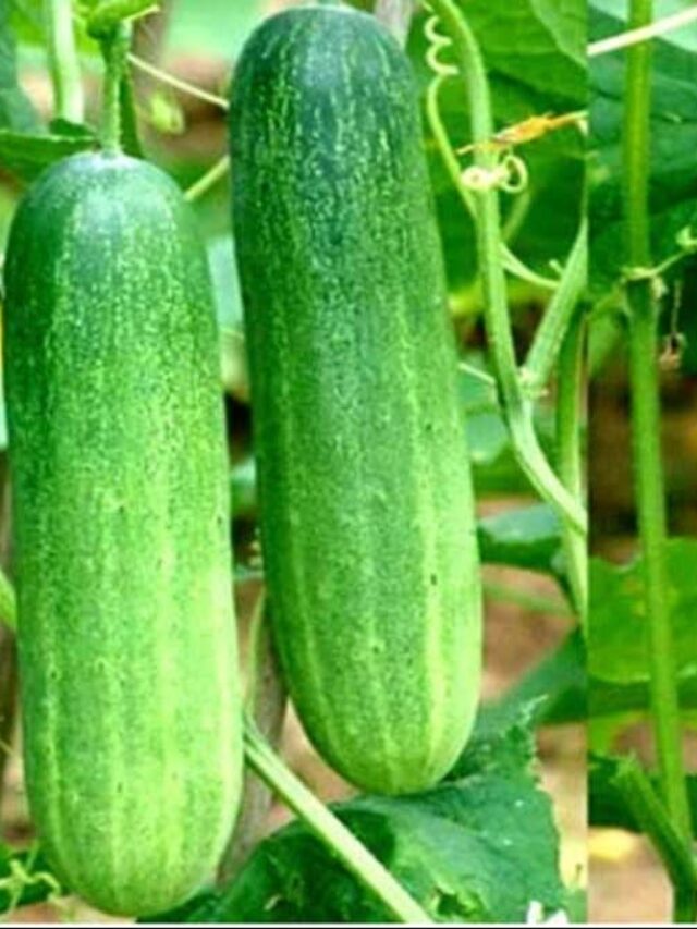 सावधान! इस वक्त खीरा खाना पड़ सकता है भारी