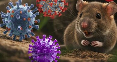 Hanta Virus