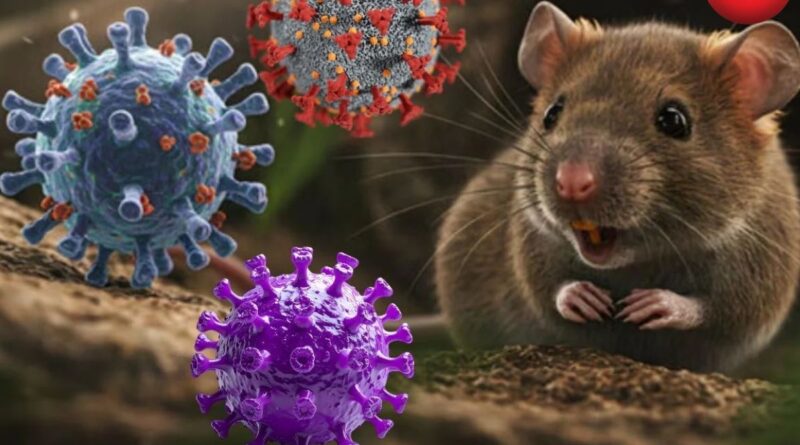 Hanta Virus