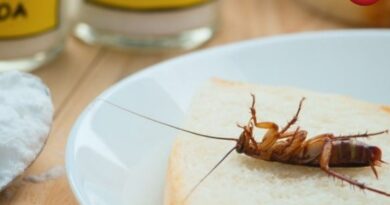 Home Remedies for Cockroaches