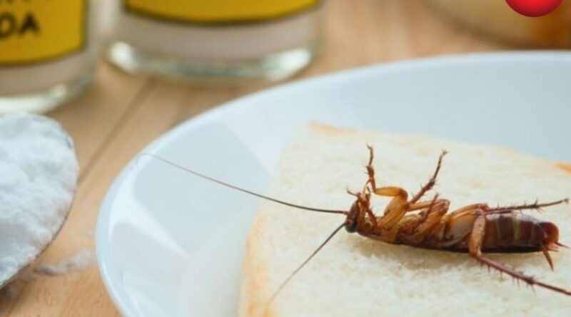 Home Remedies for Cockroaches
