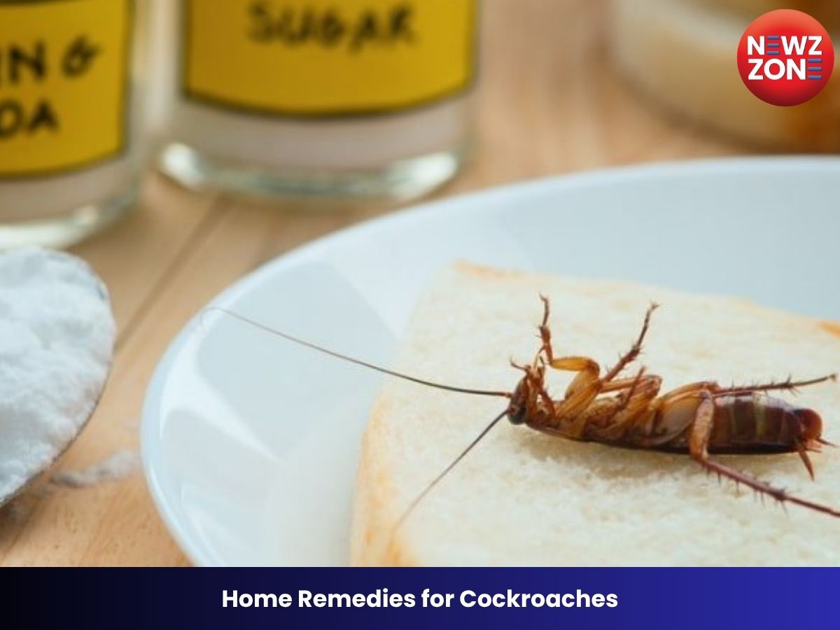 Home Remedies for Cockroaches: कॉकरोच, चींटियों और छोटे कीड़ों से परेशान? आजमाएं बेकिंग सोडा का आसान घरेलू उपाय
