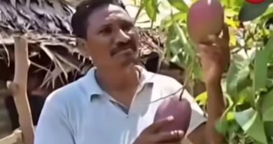 Mango Farming