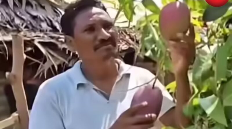 Mango Farming