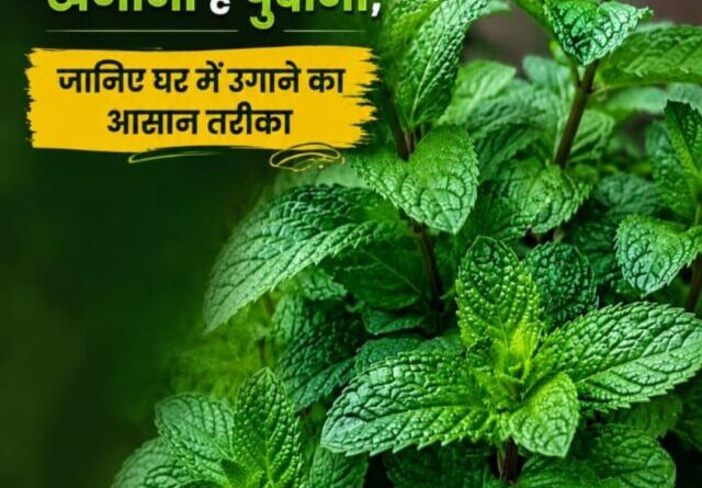 गर्मियों में सेहत का खजाना है पुदीना, जानिए घर में उगाने का आसान तरीका