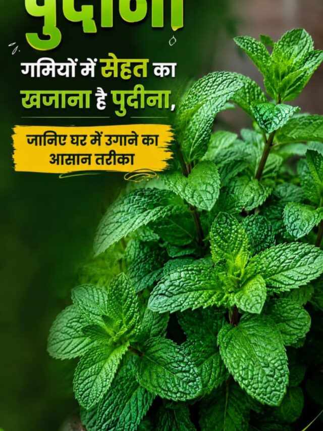गर्मियों में सेहत का खजाना है पुदीना, जानिए घर में उगाने का आसान तरीका