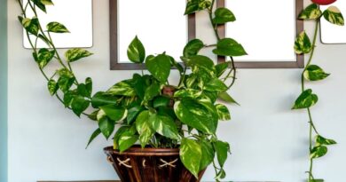 Money Plant Care Tips