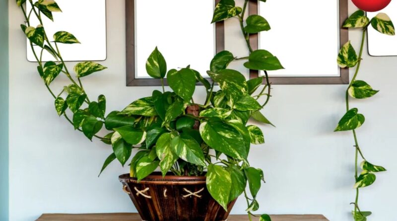 Money Plant Care Tips