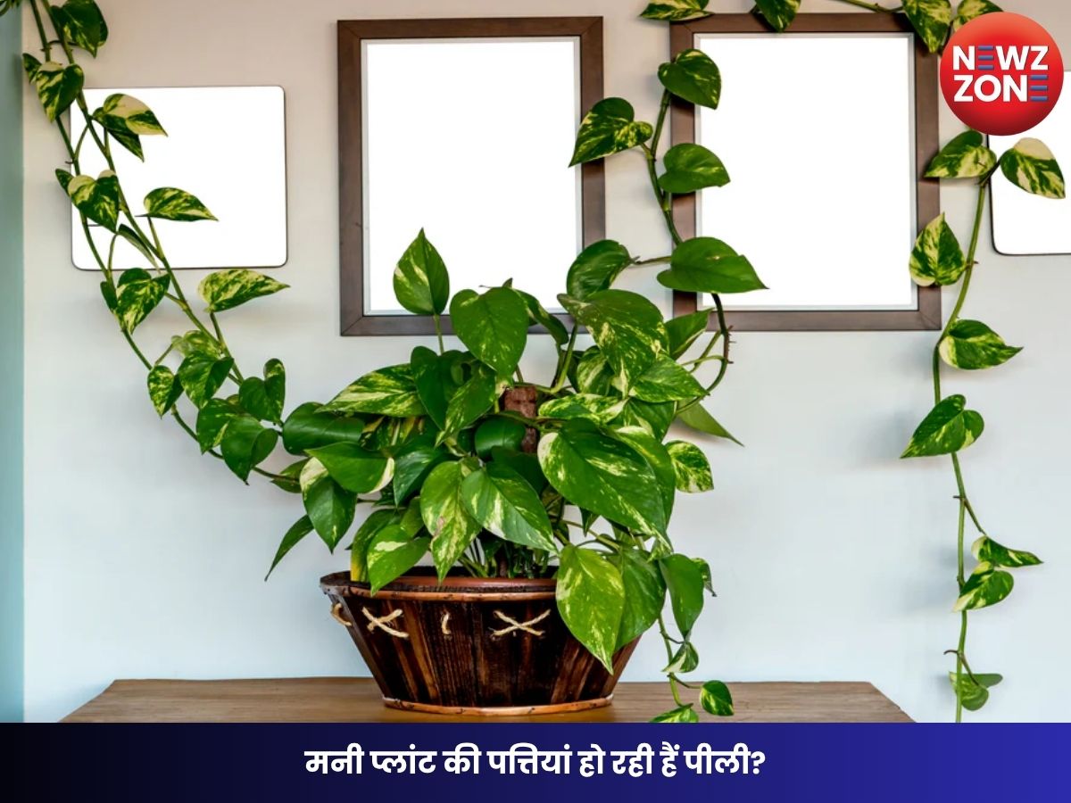 Money Plant Care Tips: मनी प्लांट की पत्तियां हो रही हैं पीली? जानिए कौन सी गलतियां पहुंचा रही हैं नुकसान