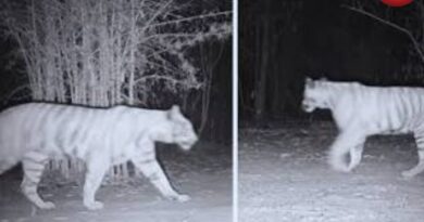 CG AI Forest Surveillance