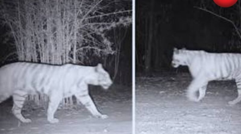 CG AI Forest Surveillance