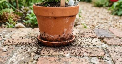 Plant Care