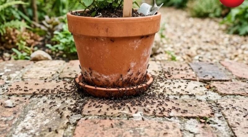 Plant Care