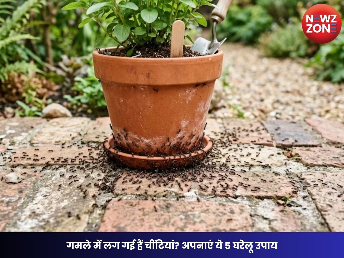 Plant Care: गमले में लग गई हैं चींटियां? अपनाएं ये 5 घरेलू उपाय, बिना केमिकल के फिर से लहलहा उठेंगे पौधे