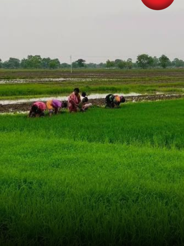 हरेली तिहार क्यों मनाया जाता है? जानें छत्तीसगढ़ के सबसे बड़े कृषि पर्व का महत्व