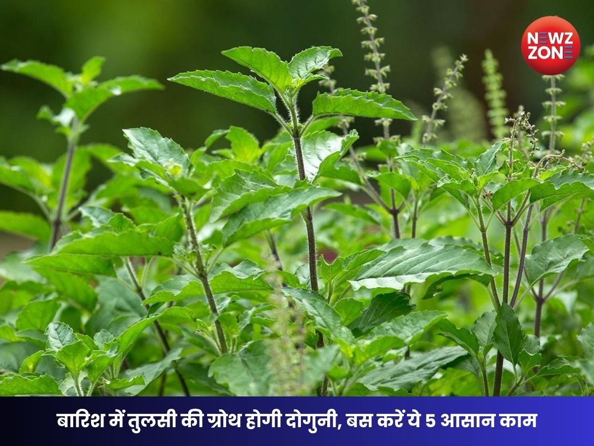 Tulsi Plant Care Tips: बारिश में तुलसी की ग्रोथ होगी दोगुनी, बस करें ये 5 आसान काम