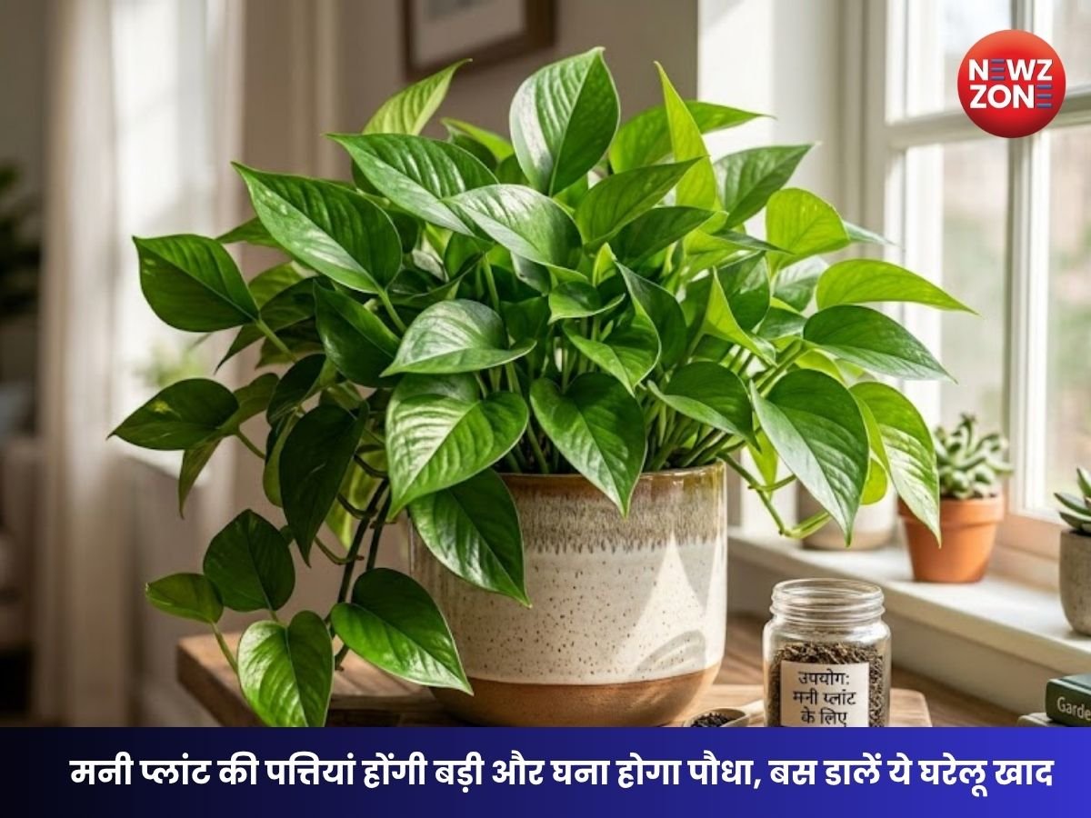 Money Plant Growing Tips: मनी प्लांट की पत्तियां होंगी बड़ी और घना होगा पौधा, बस डालें चाय की पत्ती से बनी ये घरेलू खाद