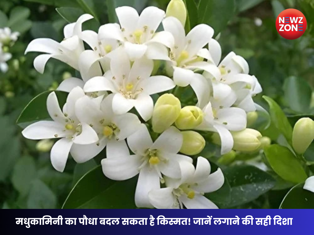 Lucky Plant Vastu: मनी प्लांट और जेड प्लांट से भी ज्यादा शुभ माना जाता है मधुकामिनी का पौधा, जानें सही दिशा और वास्तु लाभ