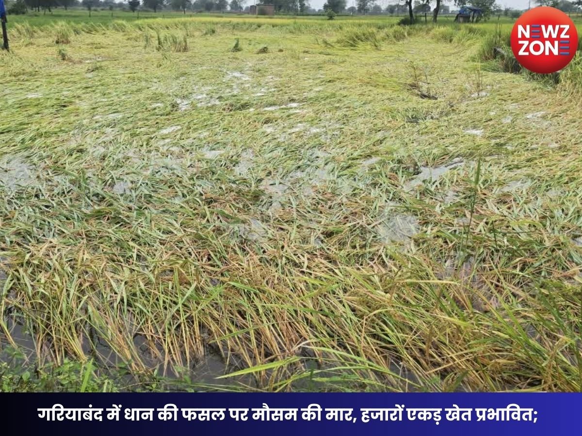 Cyclone Arnab Effect: गरियाबंद में धान की फसल पर मौसम की मार, हजारों एकड़ खेत प्रभावित; किसानों की बढ़ी चिंता